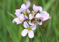 Wiesenschaumkraut-49.jpg